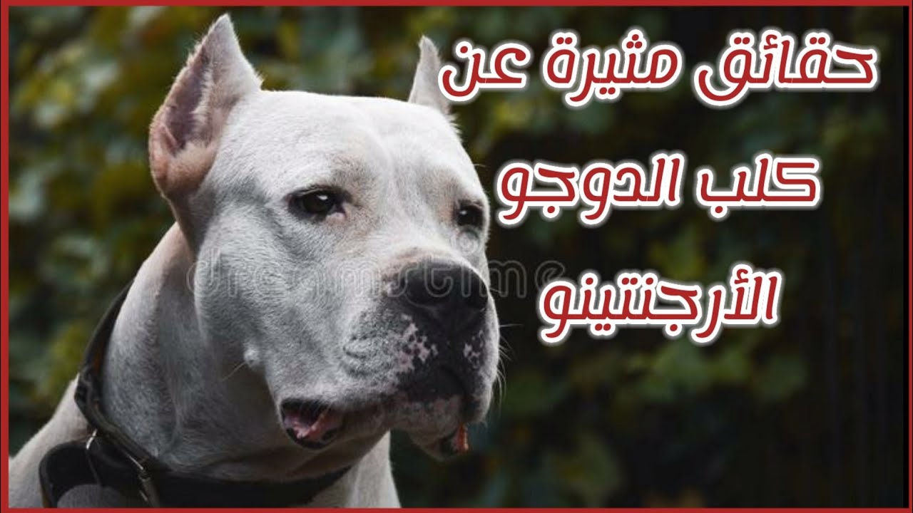 حقائق مثيرة عن كلب الدوجو الأرجنتينو || معلومات هامة عن Dogo Argentino
