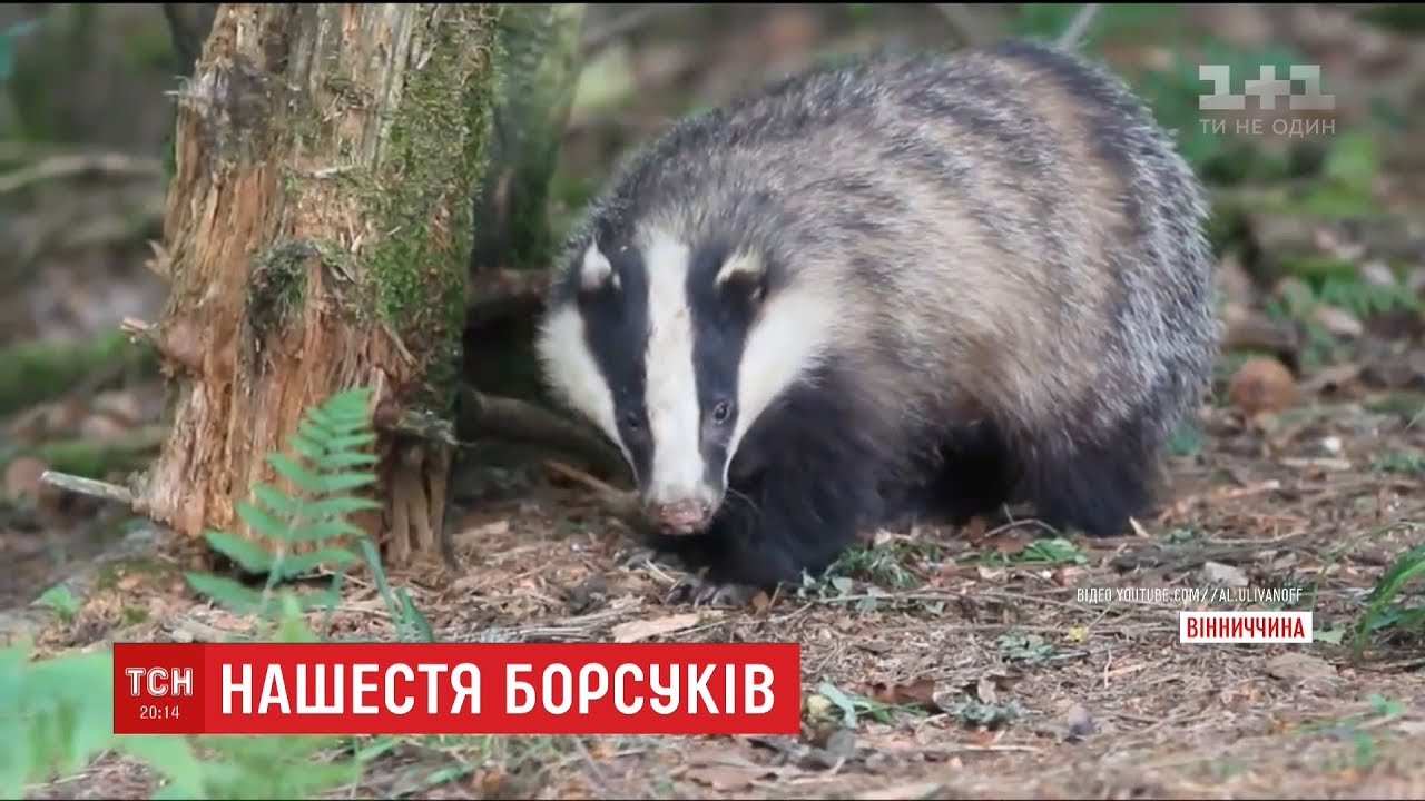 Борсучий терор: на Вінниччині від хижаків потерпають не лише домашні тварини, а й люди