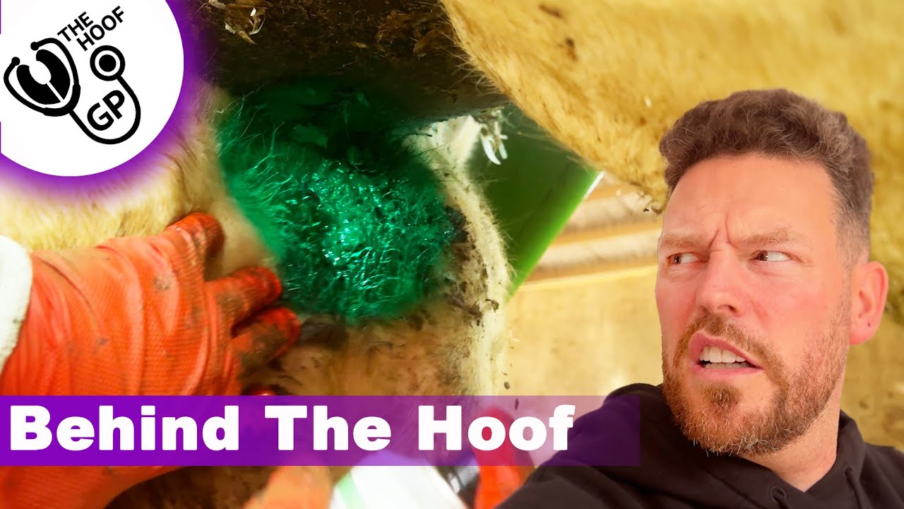 FREE STUFF, MEETINGS & DERMATITIS on her UDDER!! | BTH Episode 4