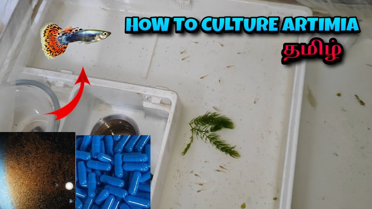 Artimia Hatchery || Air Pump இல்லாமல் Artimia Culture || How To Hatch Brine Shrimp - தமிழ்
