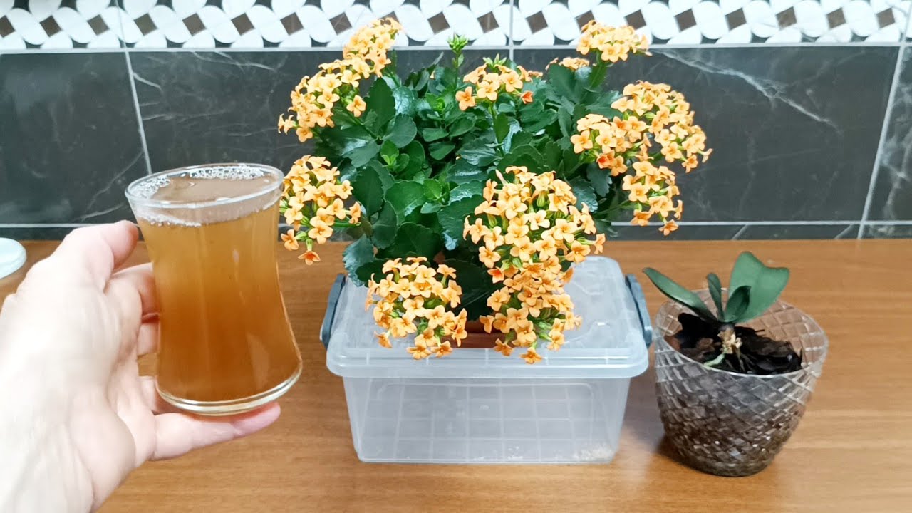 Çiçeklere sadece bir bardak verin hemen çiçek açsın 🌸 çiçek bakımı ✅ flowers