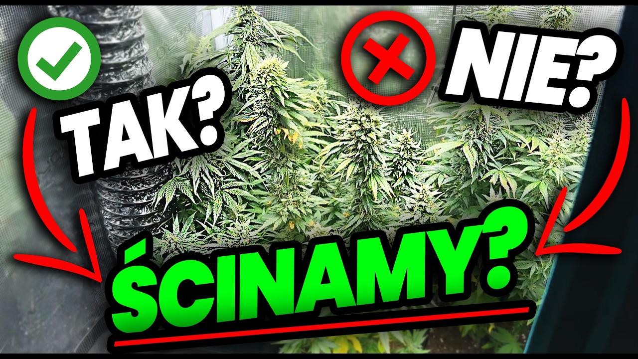 [VLOG 84] Czy to JUŻ ? Ścinka ? Pierwsze dylematy i rozkminy czy marihuana jest gotowa? Tak czy nie?