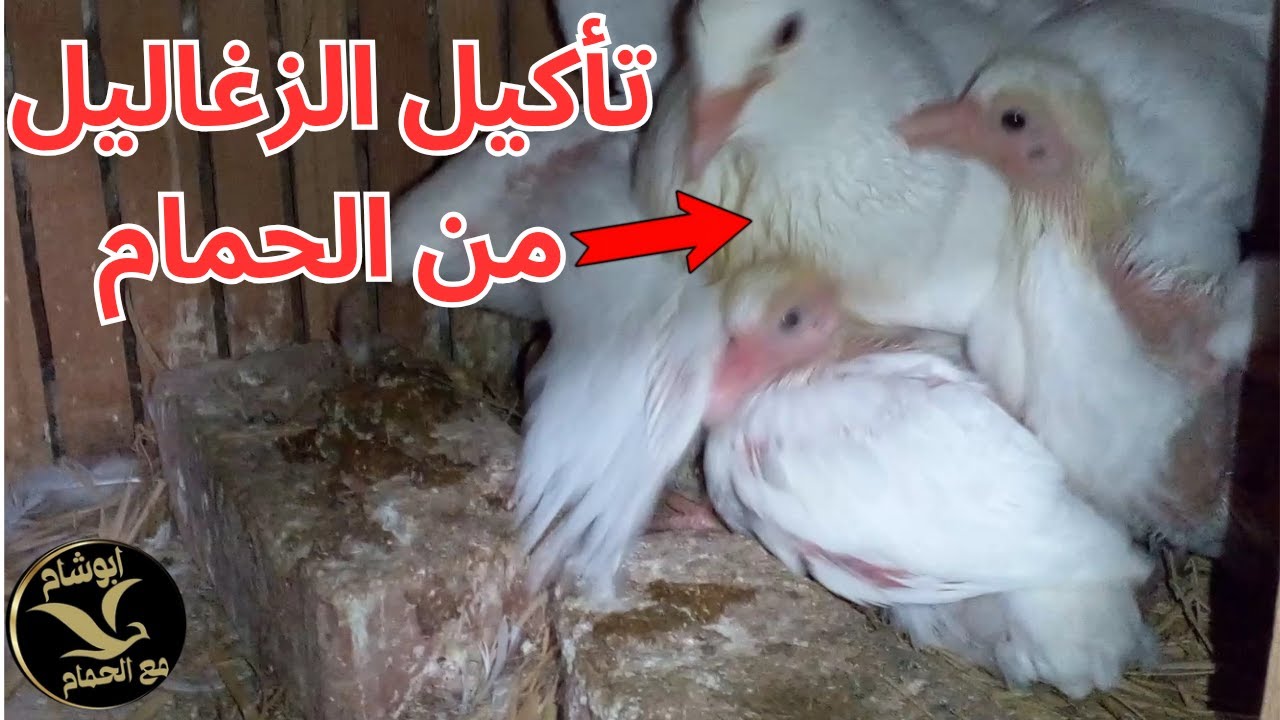 تأكيل الزغاليل من الحمام | تربية الحمام و زيادة انتاج الحمام |ابوشام مع الحمام