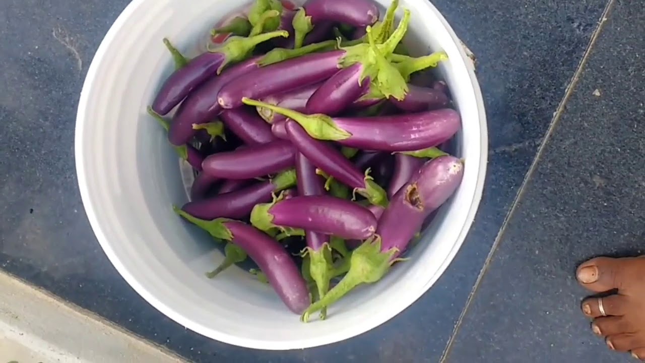 My village very small vegetable gardening tour/brinjal,drumstick plant ideas/కాలవలో పండిన పచ్చని పంట