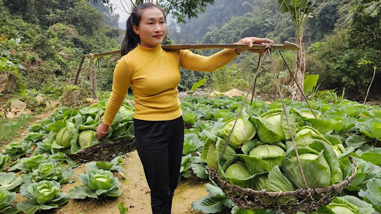 Harvesting home-grown agricultural products and taking it to the market to sell | Ly Thi Tam