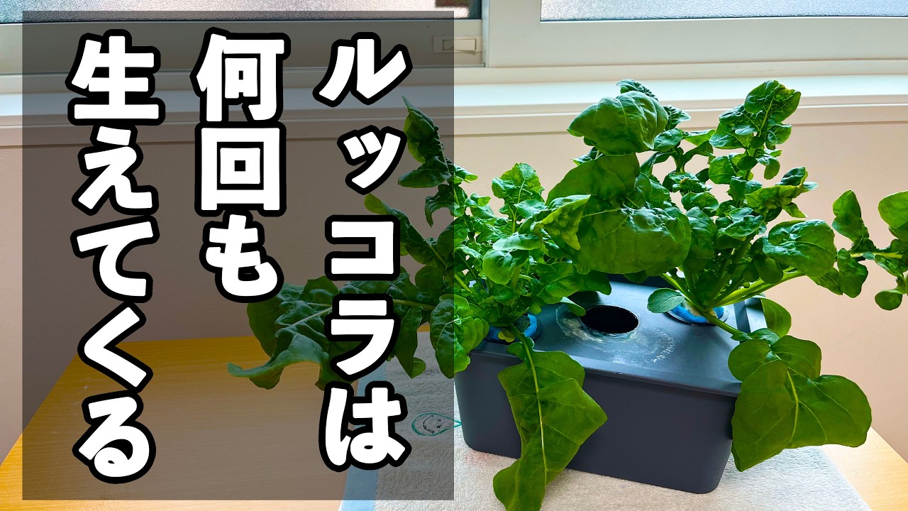 水耕栽培でルッコラを育てたら1回の種まきで5回も再生収穫できた