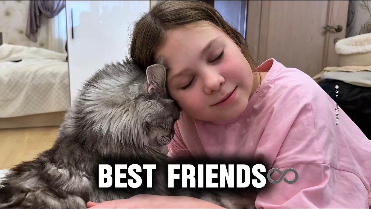 When a Maine Coon is Your best friend❣️♾️
