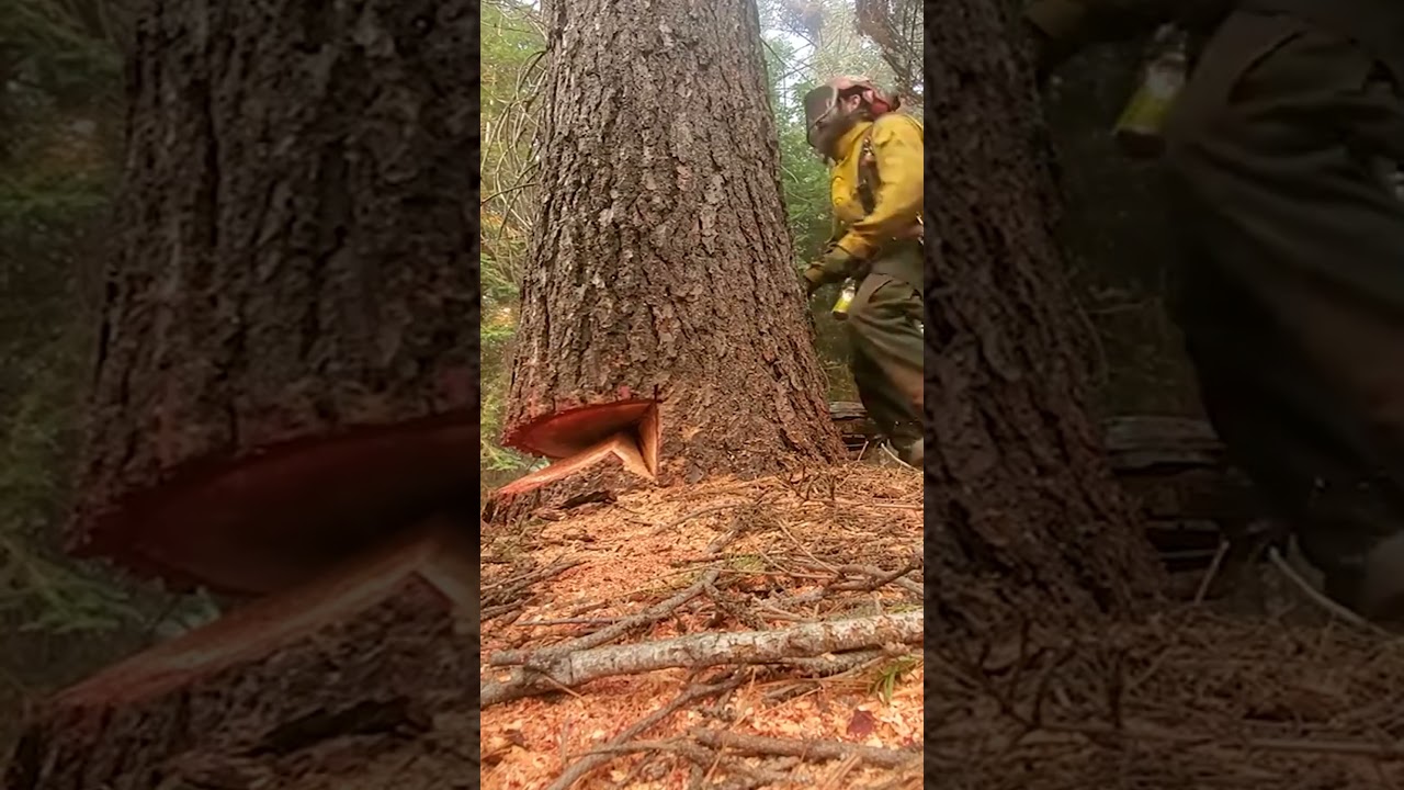 Cutting down trees in the rain is extremely attractive #lumberjack #logger #logging