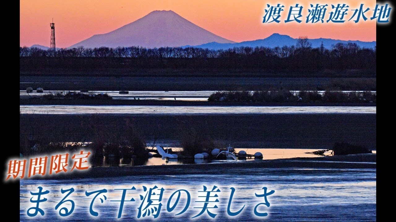 【渡良瀬遊水地から富士山】夕日浴びまるで干潟の美しさ　「干し上げ」で水質改善