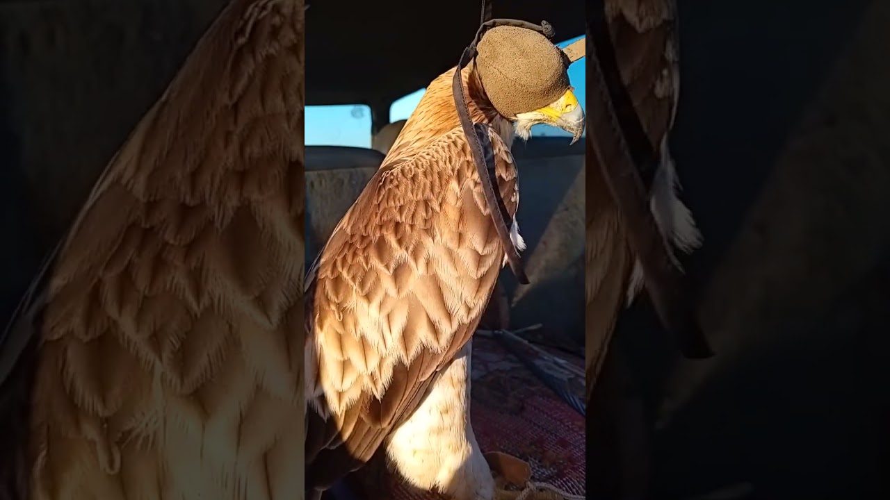 إطلاق سراح  طير العقاب  وعودته  للعيش في البرية