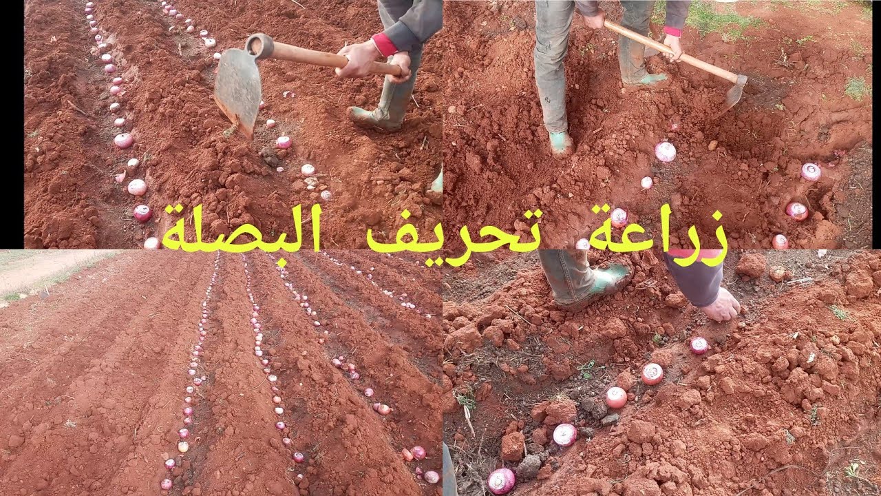 كيفية زراعة التحريف (البصل)