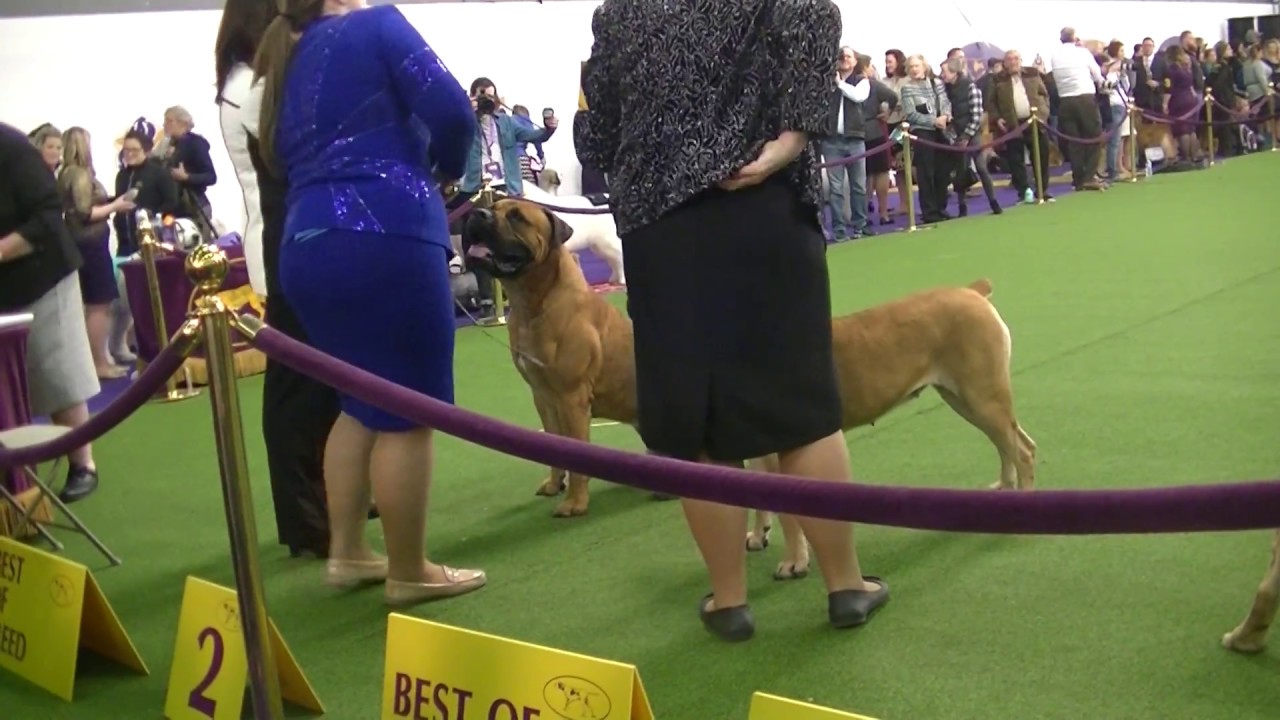 Boerboel Westminster dog show 2018