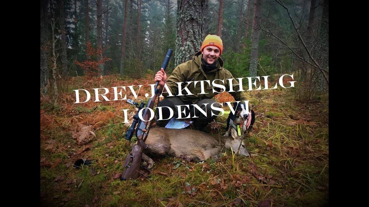 SKITJAKT: Drevjaktshelg i Odensvi / Driven hunt