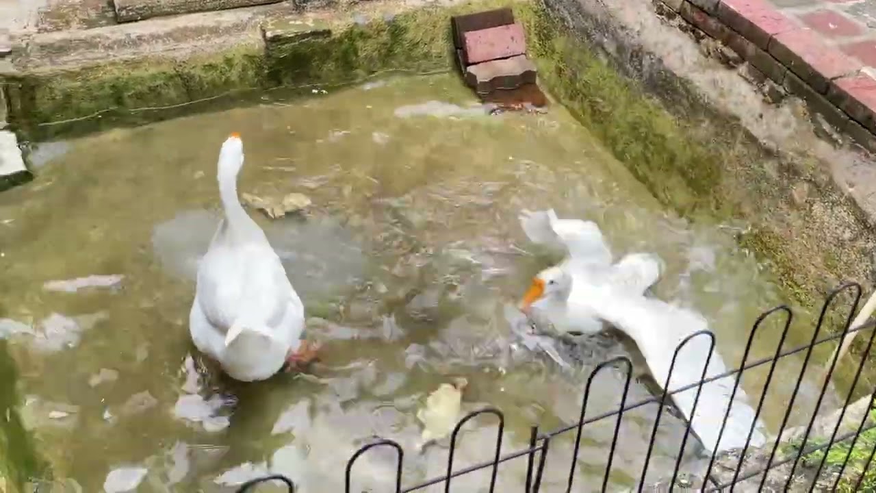 換水喇，小鵝也開心玩耍👍👍😄😄