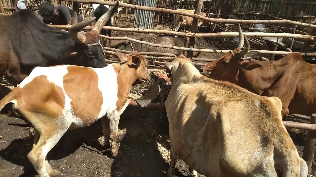 በትክልድንጋይ ከተማ የከብት ድልብ