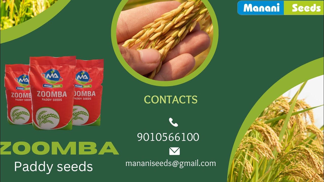 🌾🌾వరి పంటలో అగ్రగామి మనని సీడ్స్ వారి జూంబా వరి విత్తనం 🌾🌾