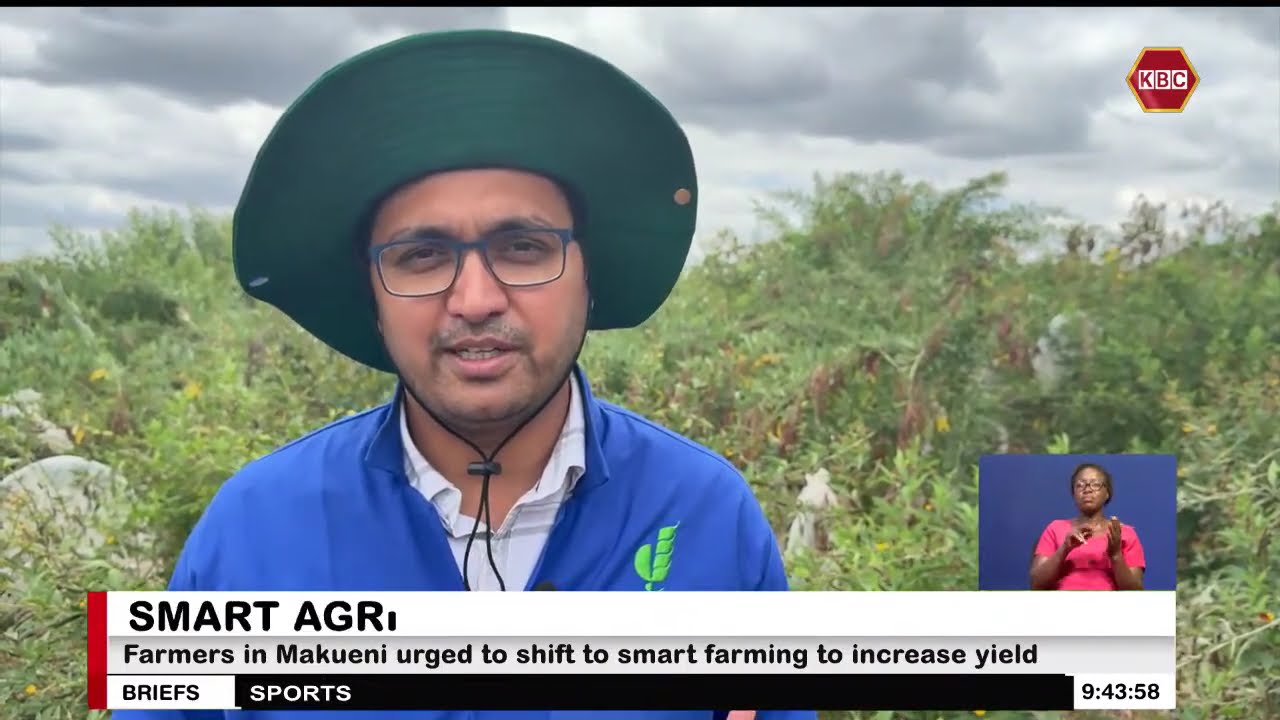 Production of pigeon peas set to improve owing to improved seed variety