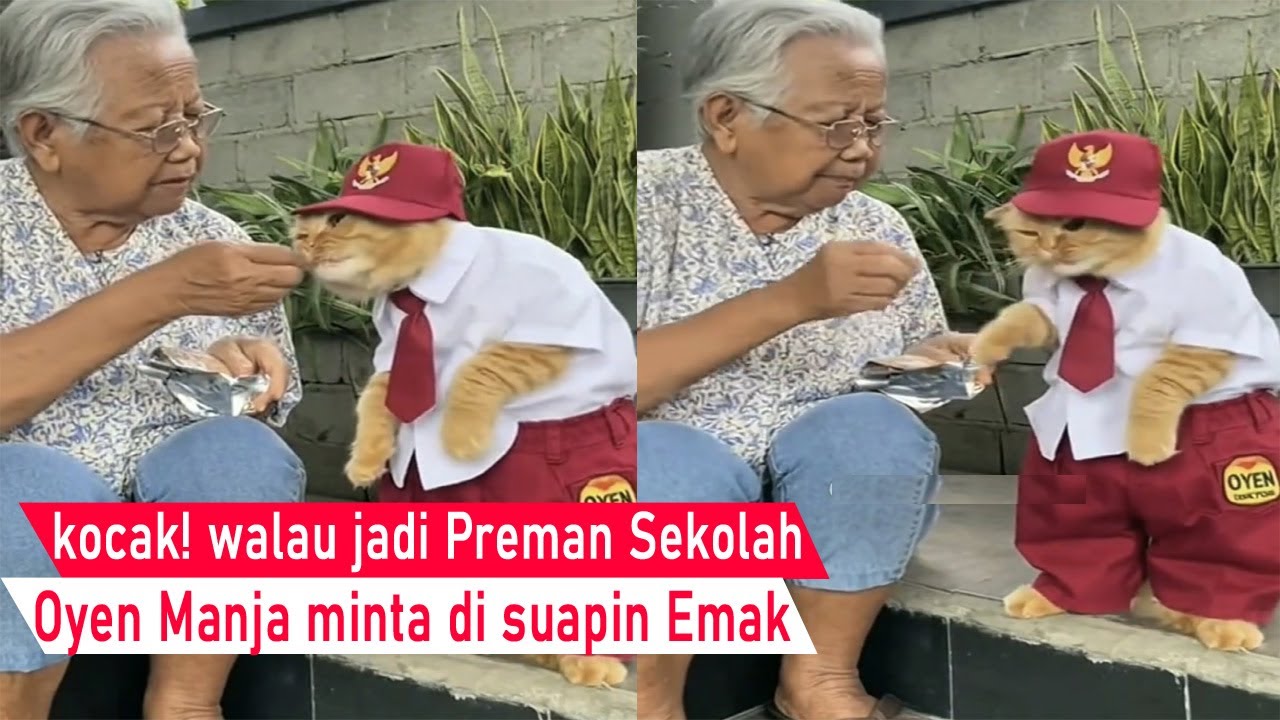 Dasar Kucing Preman! walau sangar, tapi Oyen Manja sampai makanpun Harus di suapin/Video Kompilasi