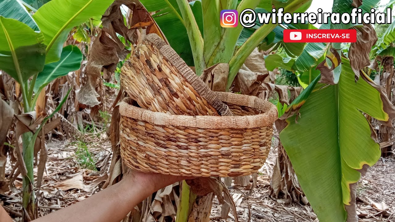 Como fazer cesta com palha de bananeira já seca direto do tronco.