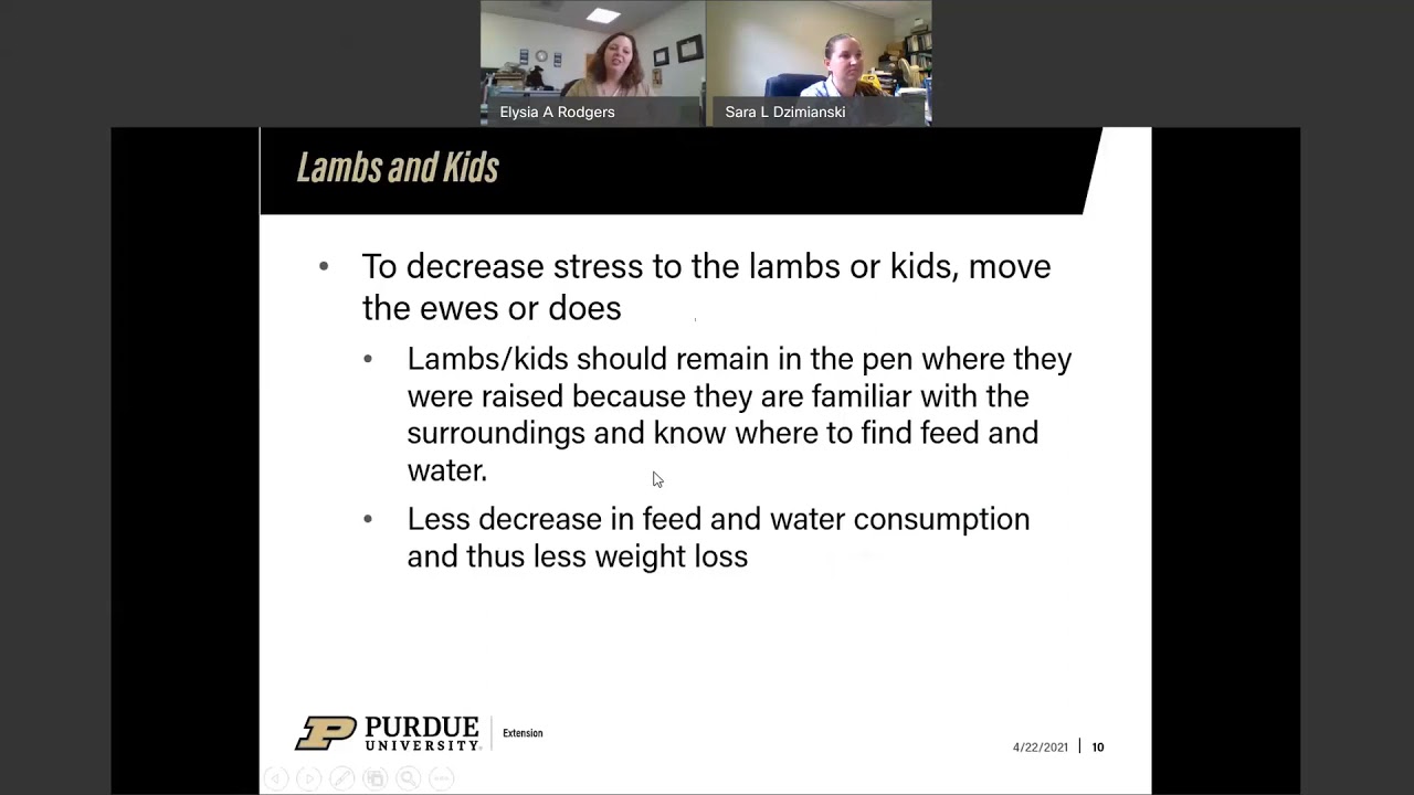 Lambs and Kids Weaning to Finish