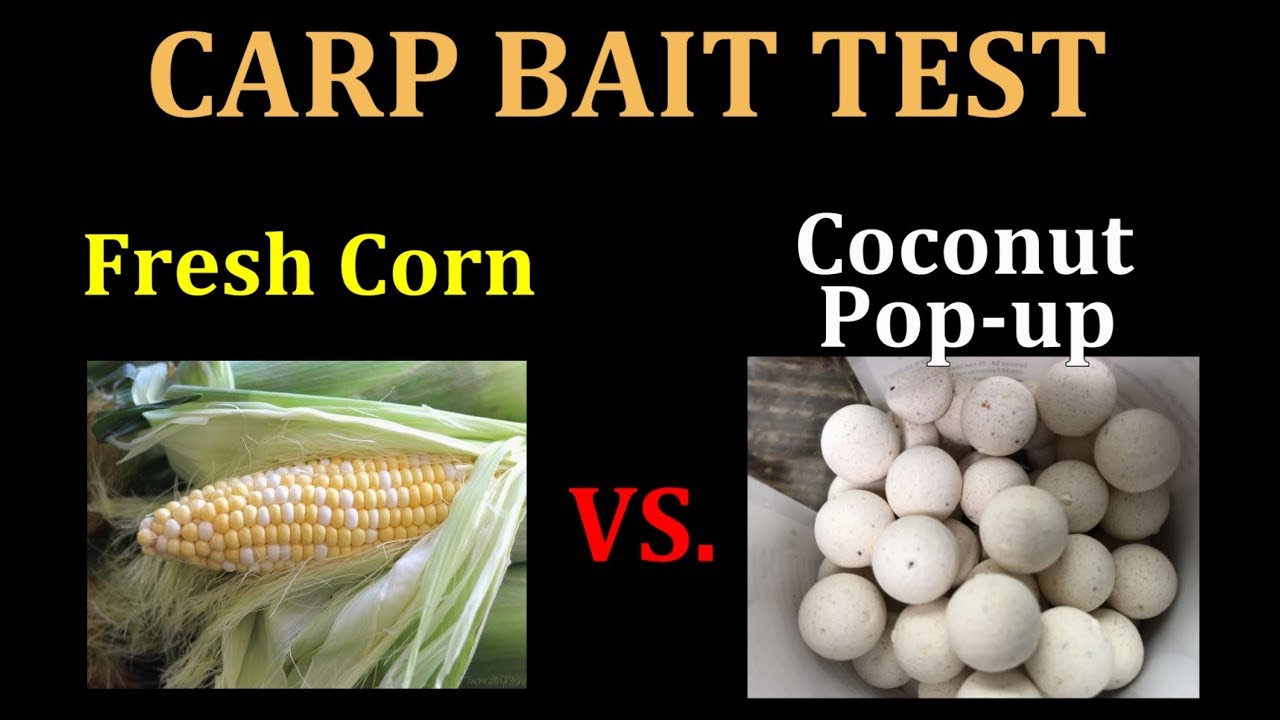 Fresh Corn vs. Coconut Pop-up Boilie: Carp Bait test