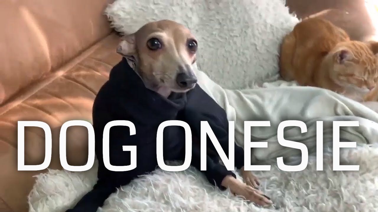 Making a onesie for my dog