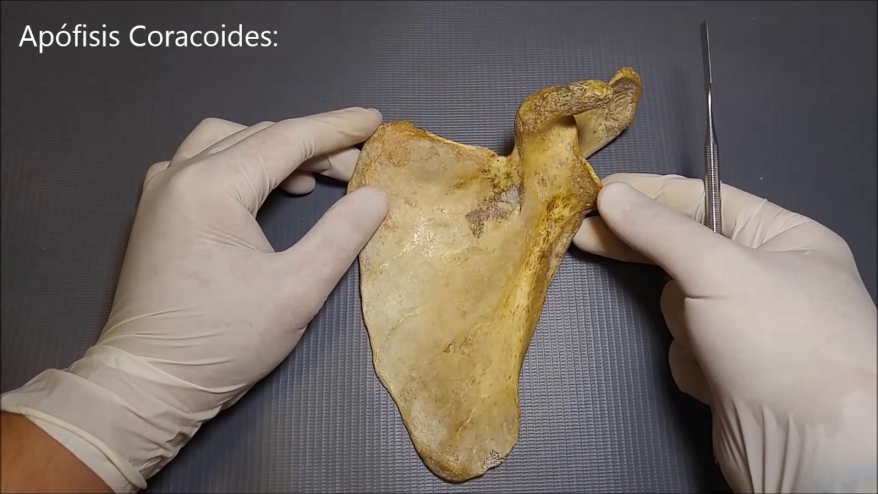 Escápula u Omóplato