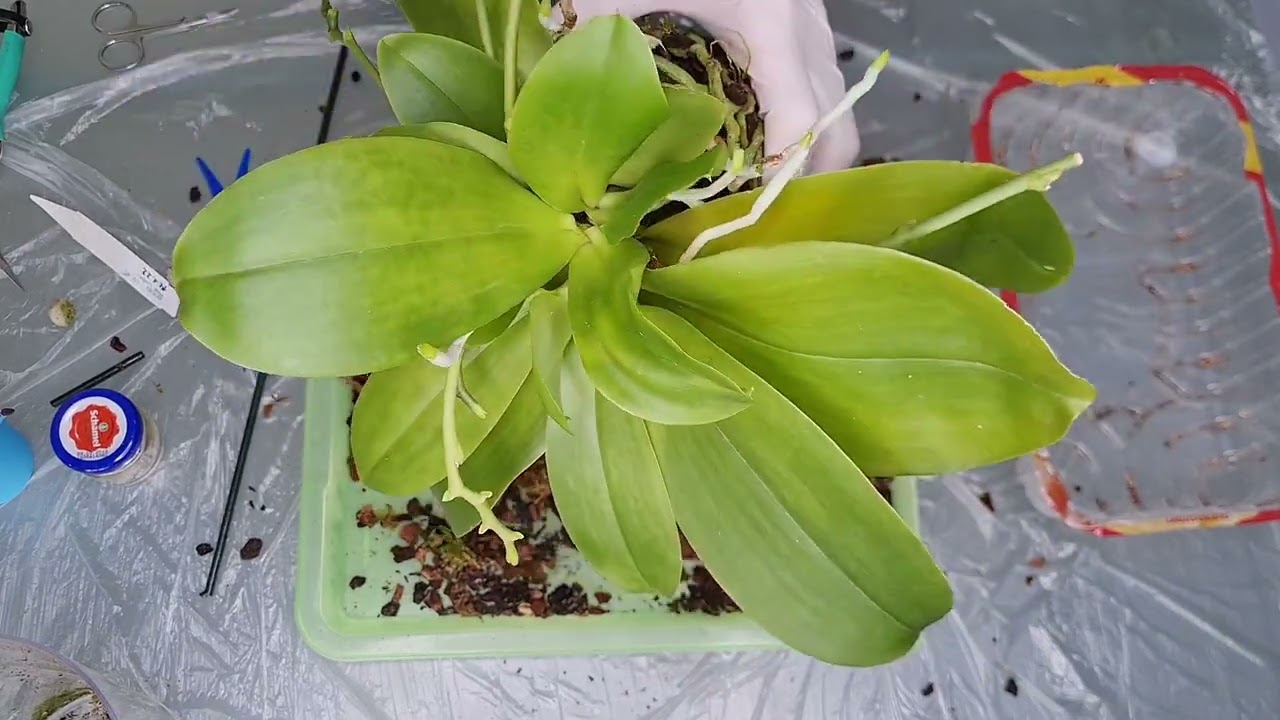 Ich nehme meine Liodoro Orchidee auseinander, hat insgesamt 6 Kindel🙈