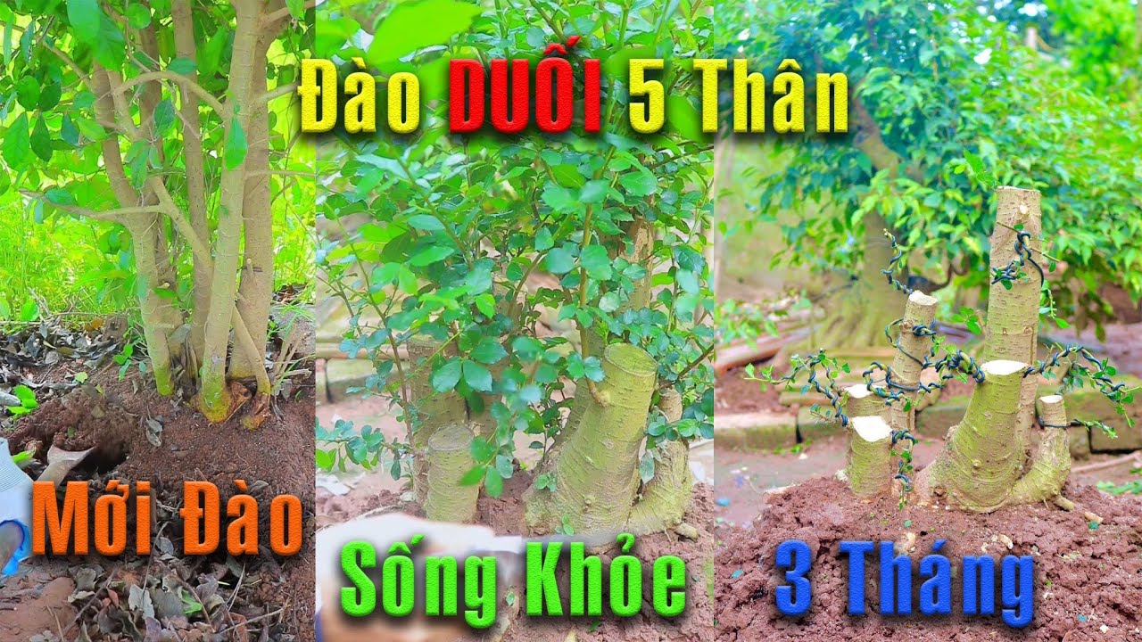 Đào Duối như này thì sống 💯 %, uốn cây Duối 5 Thân đào vệ đường