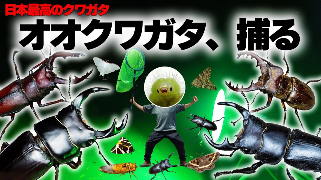 オオクワガタを狙え！クワガタ特化型ライトトラップ【黒いダイヤ】