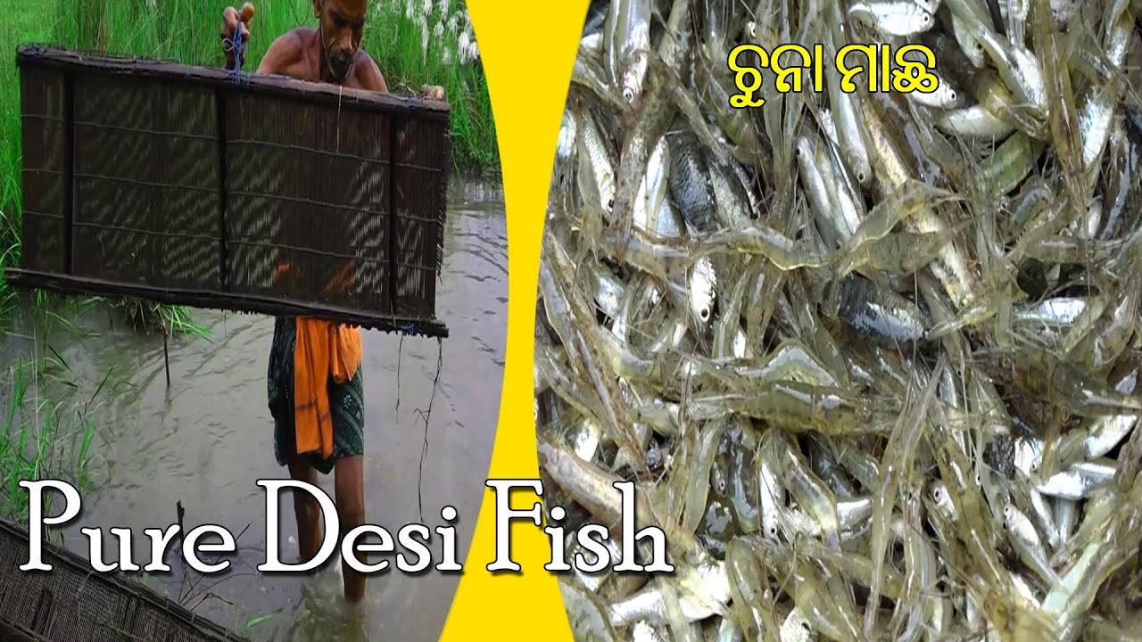 Very old traditional  fishing method II You never seen
