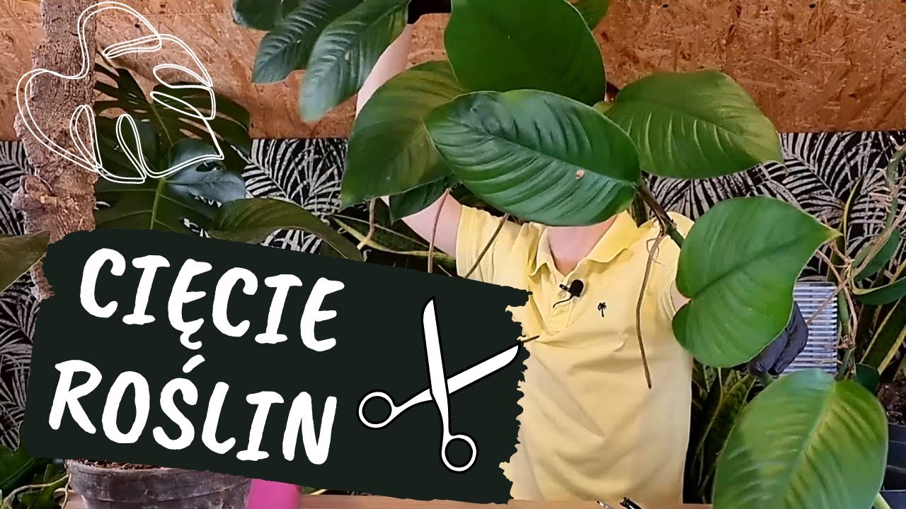 Tnę i rozmnażam rośliny - Rhaphidophora i Philodendron
