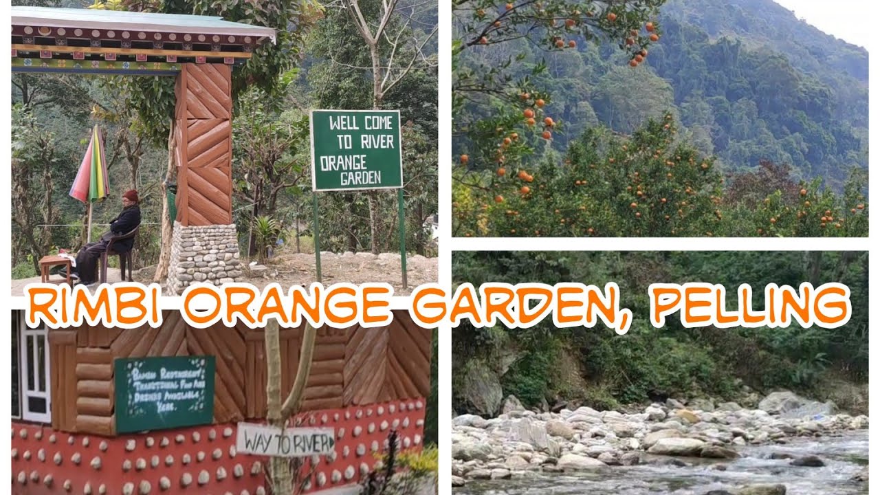 Rimbi Orange Garden | Pelling,Sikkim