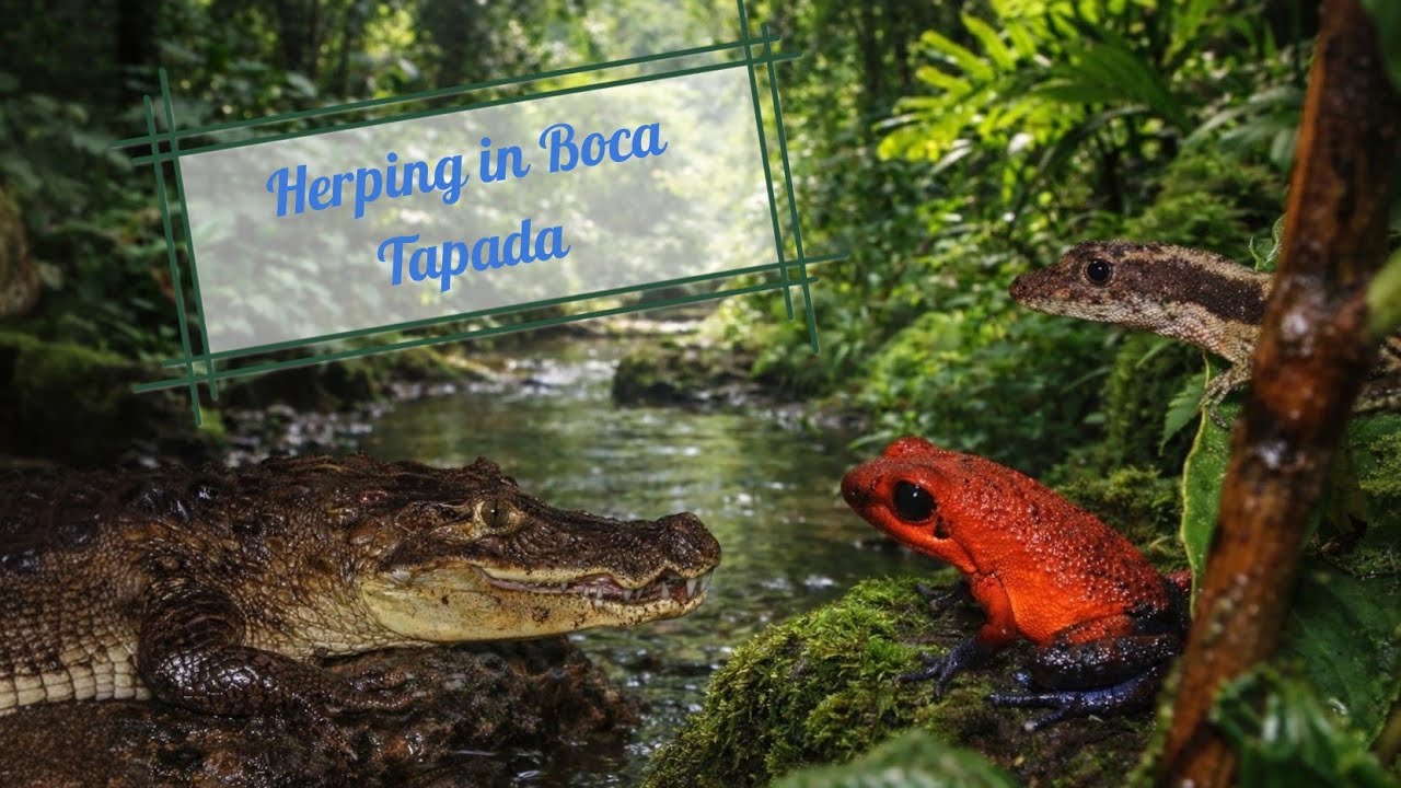 Herping in Costa Rica - Reptiles, Amphibians and Arthropods of Boca Tapada