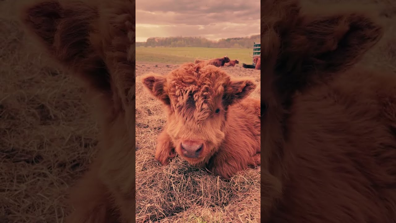 Back To The Farm | Michael B Tipton | Official Music Video | Country Americana Ballad