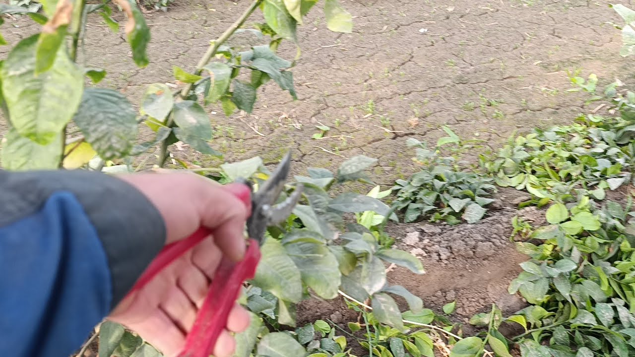 Лимон обрезка Яни шакл малумот долзарб тулик куринг 