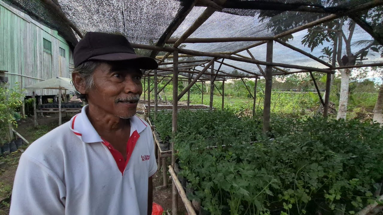 PERKEMBANGAN RUMAH SELEDRI MBAH KARNI, TETANGGA PAK SUDIWANI
