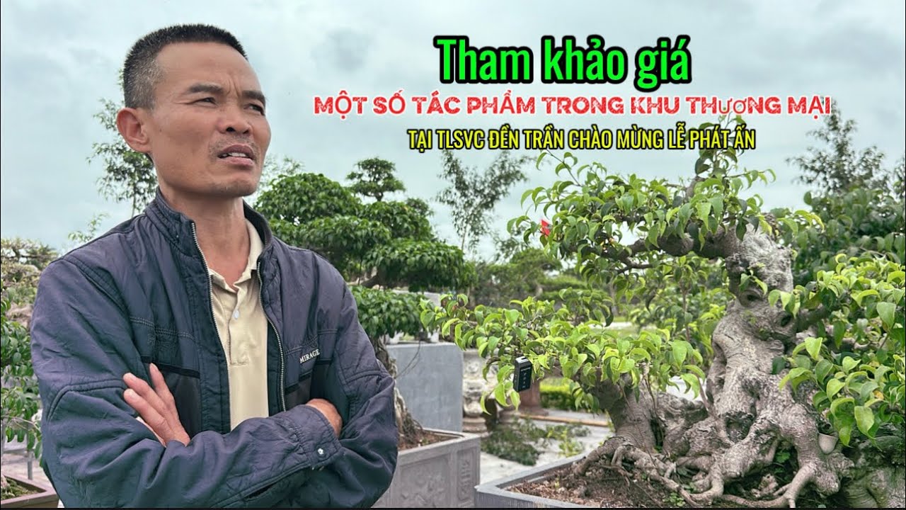 THAM KHẢO GIÁ CÂY TẠI KHU THƯƠNG MẠI ĐẦU NĂM BÍNH NHỌ 2026| Quảng Tùng