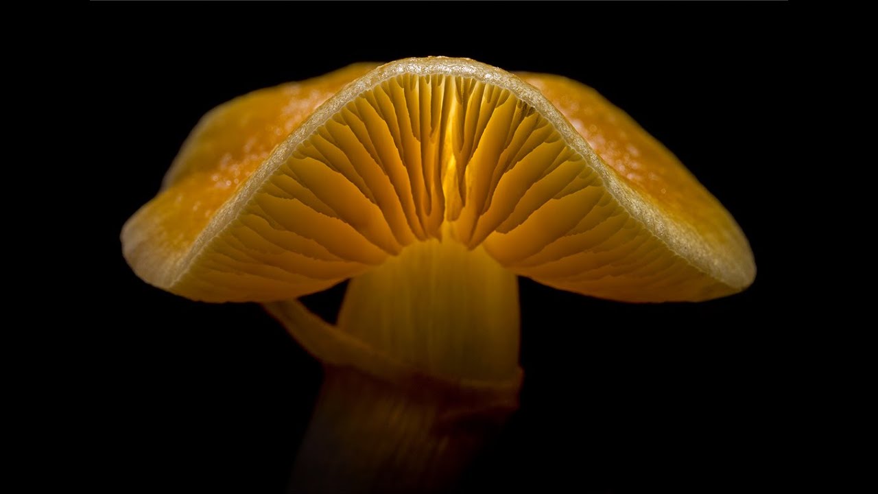 A trip into the therapeutic potential of Australia’s native magic mushrooms
