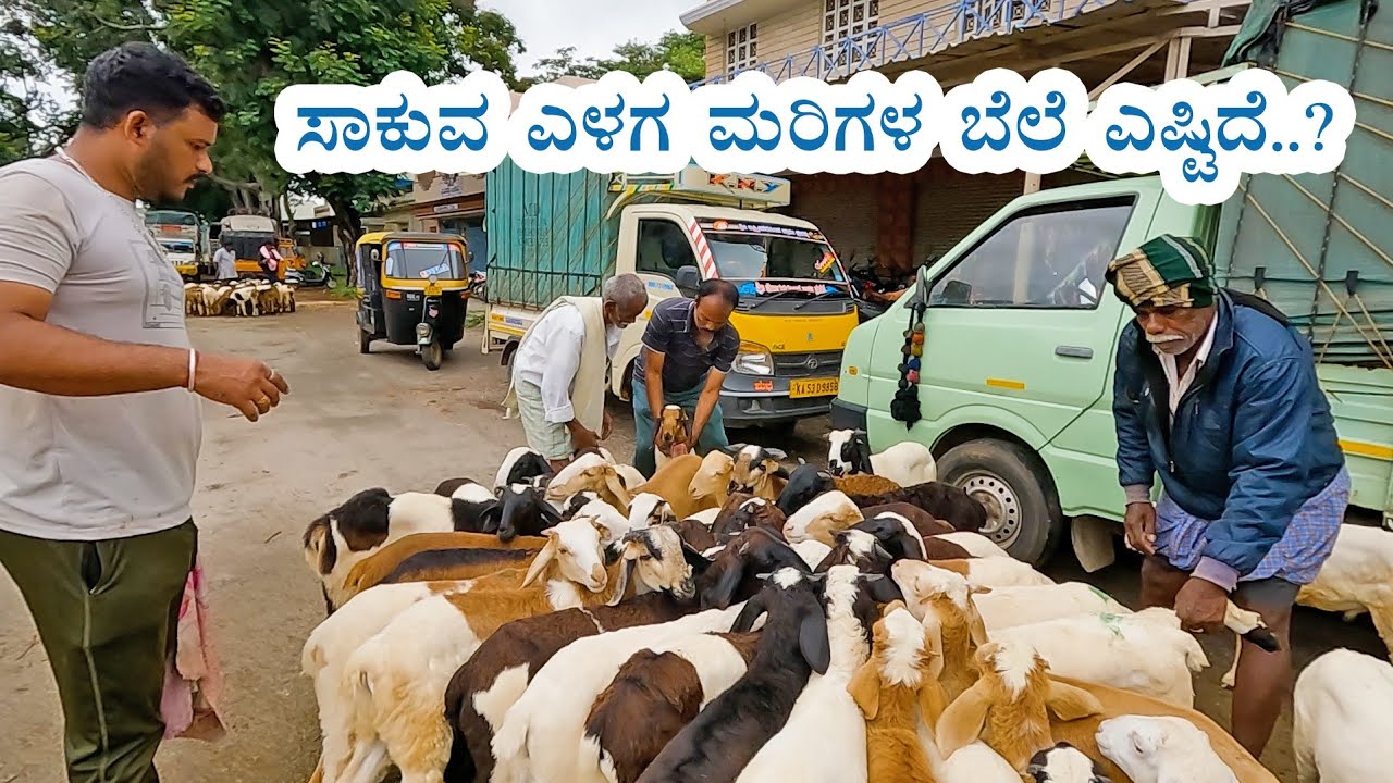 Sheep trader Chandan selling Yelaga baby sheep for 7 thousands