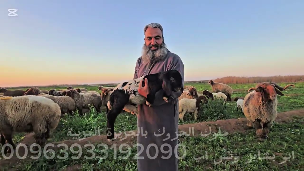 تبارك الله أحسن خلقه جولة لاخوكم أبو بشاير للحلال المحروف في ضفاف الفرات للاغنام الحروك بالجزيرة 