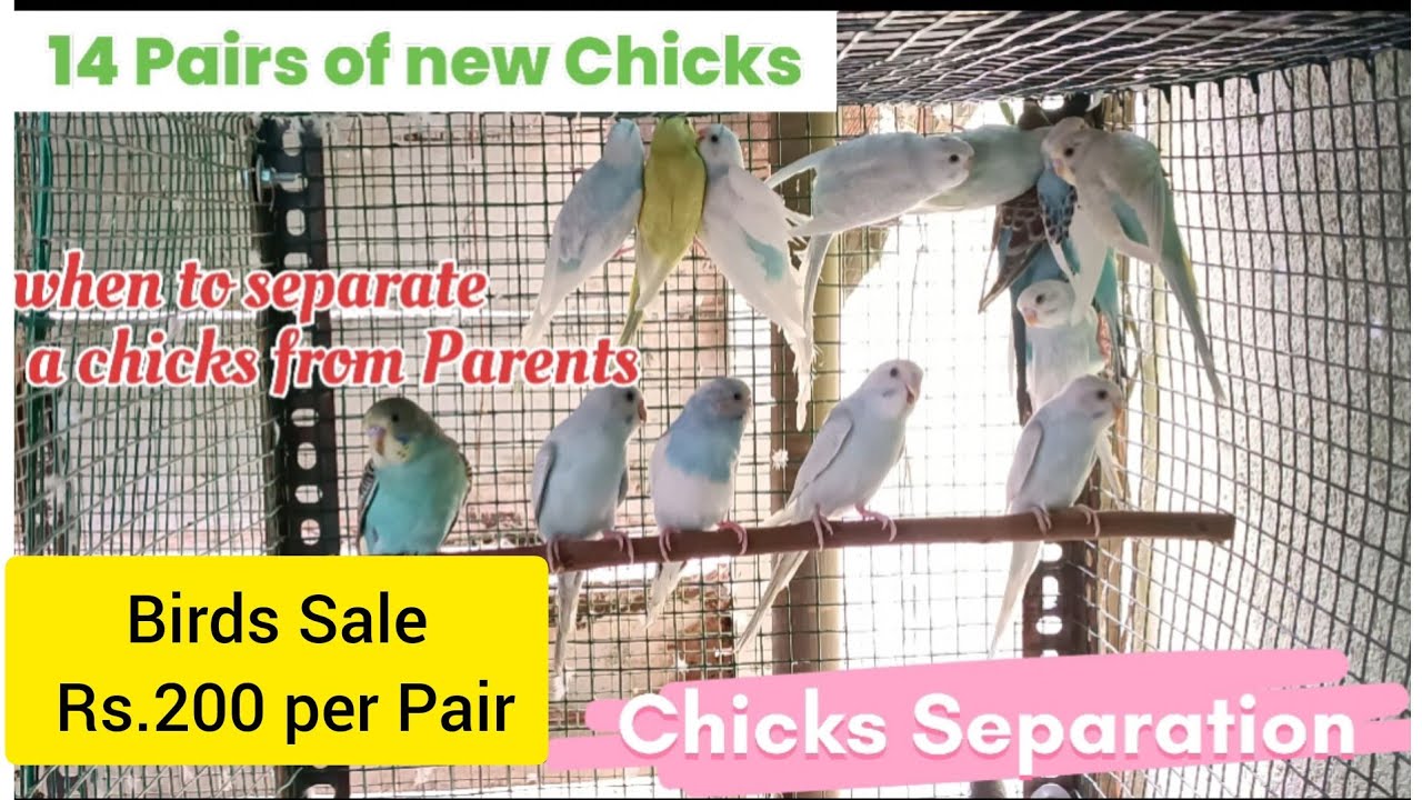 When to  Separate a Chicks from Parents.  New Love birds Cage Setup for chicks.