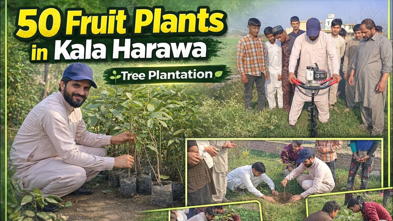Tree plantation in a village of Sialkot | 2026 #treeplantation #asmr 