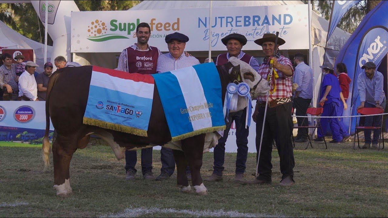 GRAN CAMPEON BOZAL - BRAFORD - EXPOBRA 2022