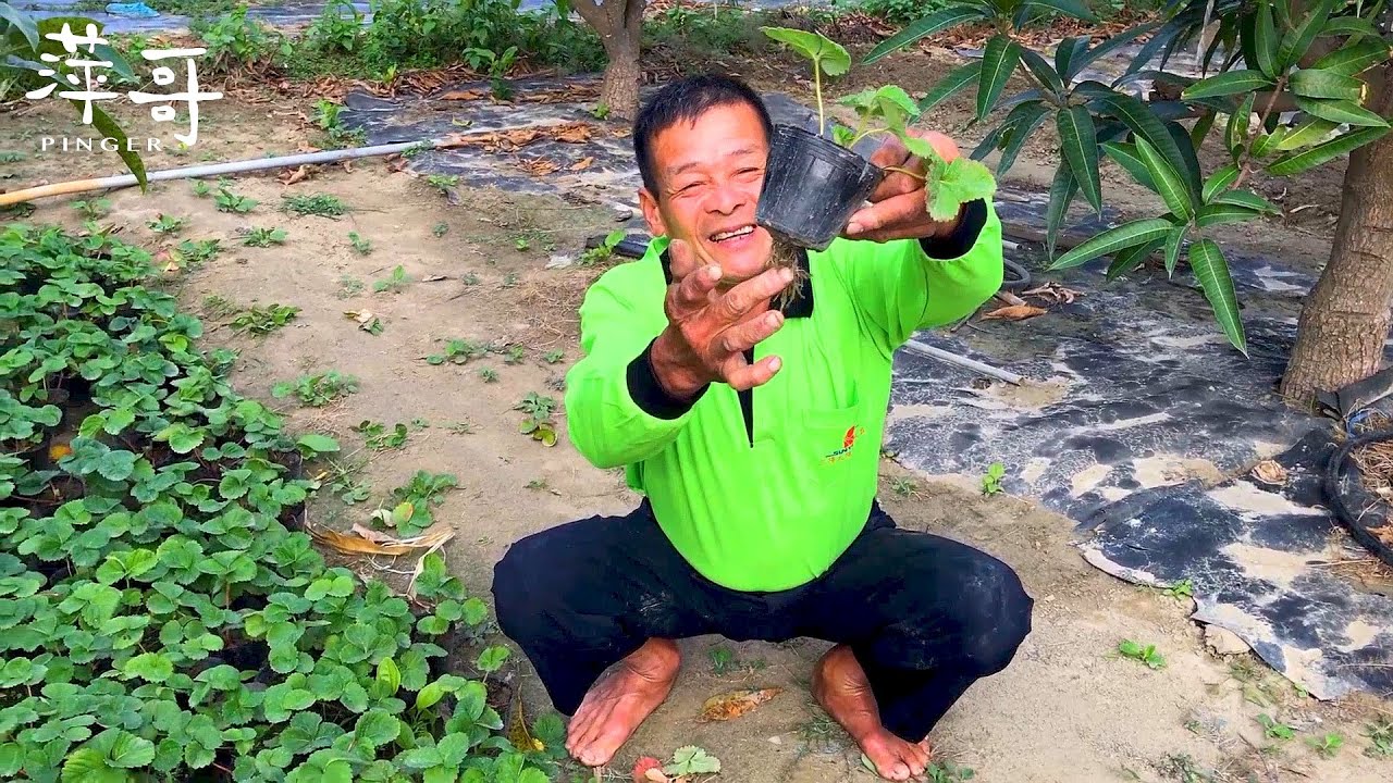 桃薰草莓 | 賣光光 | 萍哥Pinger的一舉一動