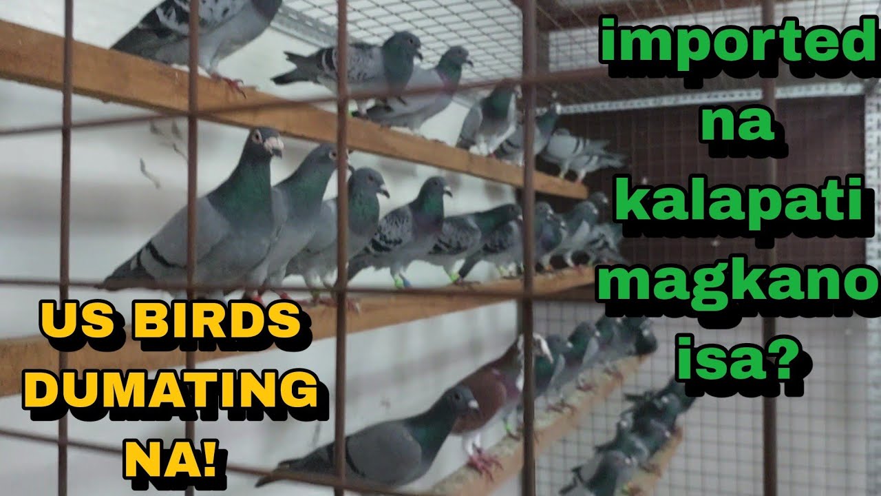 IMPORTED PIGEONS FROM US, PINA ALARCON MOVE! GRABE ANG GAGANDA! MAGKANO KAYA ANG ISA?