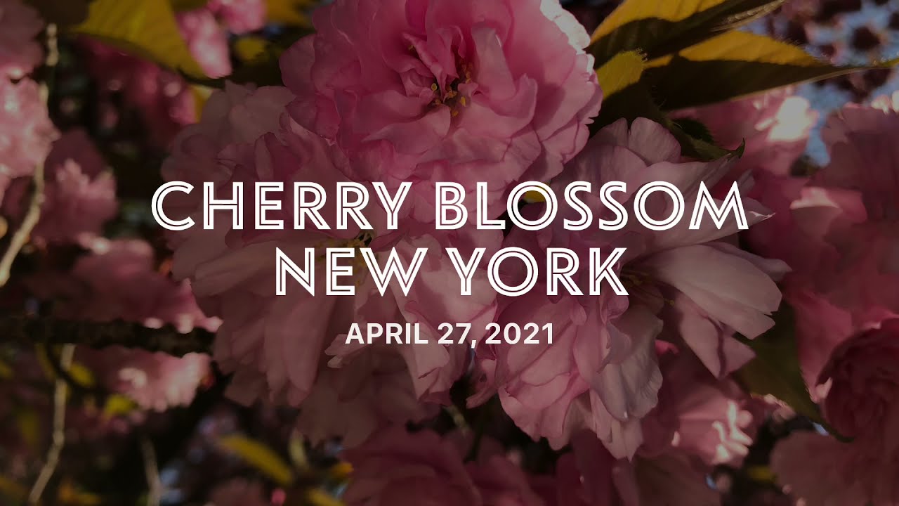 Cherry Tree Blossom Peak Bloom NYC - Kissena Park - Flushing Queens - NY Springtime - April 27, 2021