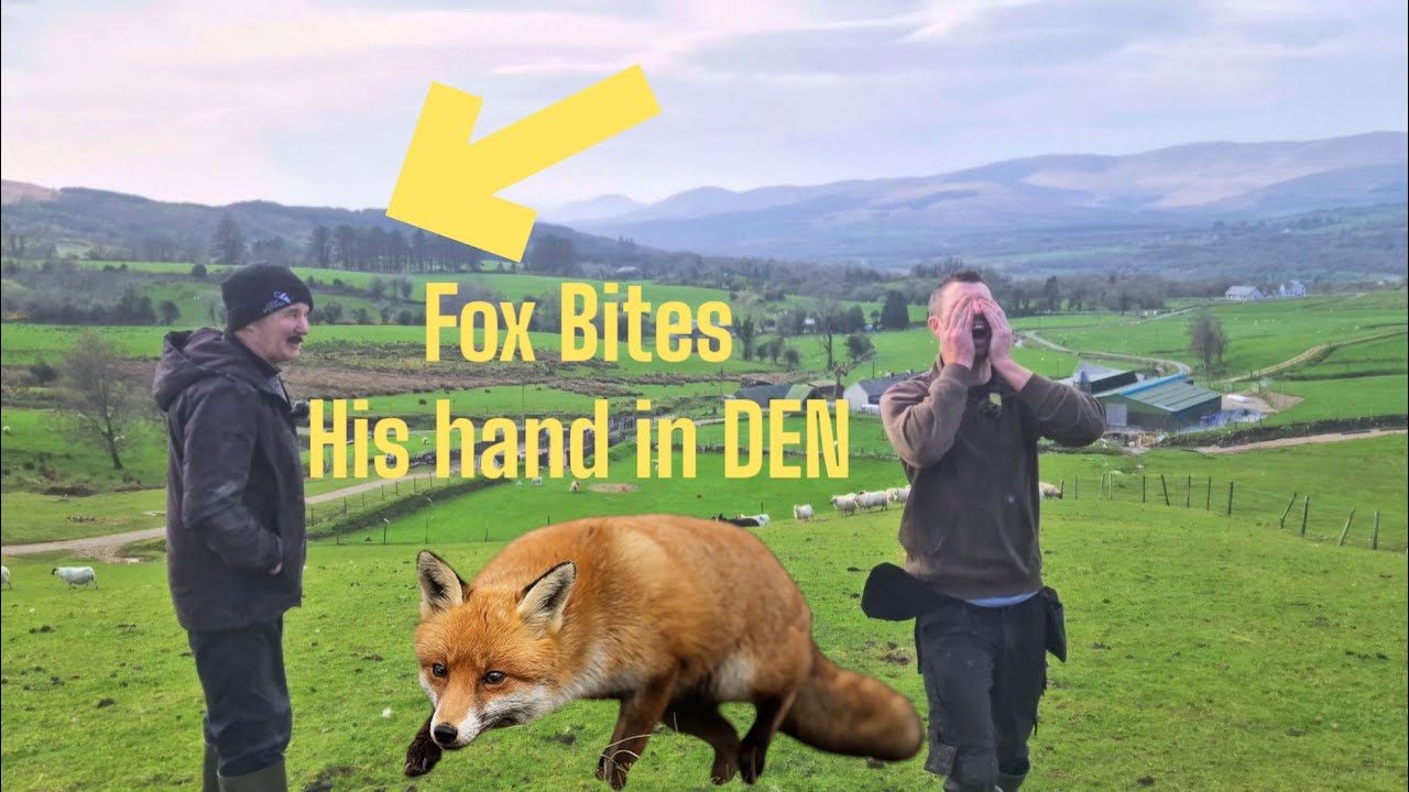 What? You gotta watch this #farm #farming #sheep #cows #irish #uk #Ireland #tractors