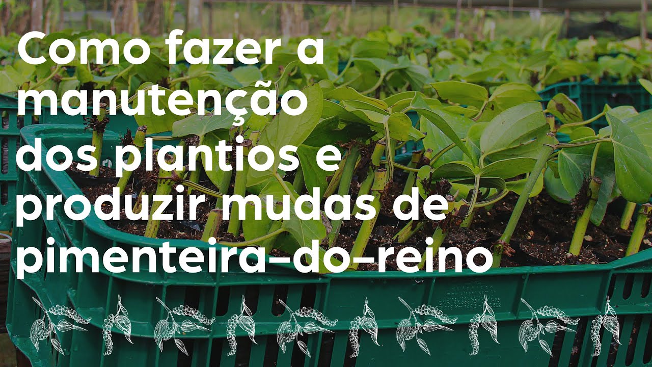 Pimenta-do-reino: como fazer manutenção dos plantios e produção de mudas