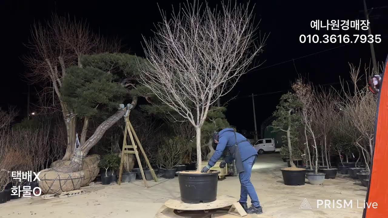 농업법인(주) 담양예나원 26년 1월 20일 화요일 분재 정원수 특수목 실시간경매 라이브방송